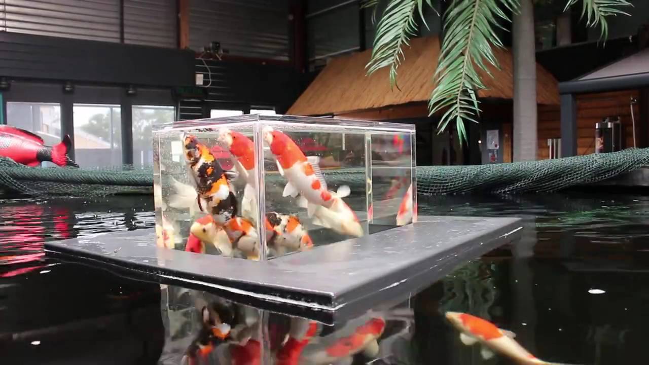 Tiểu cảnh hồ cá koi